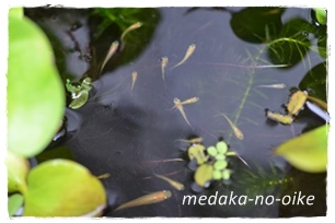 backend=imagemagick;version=1;